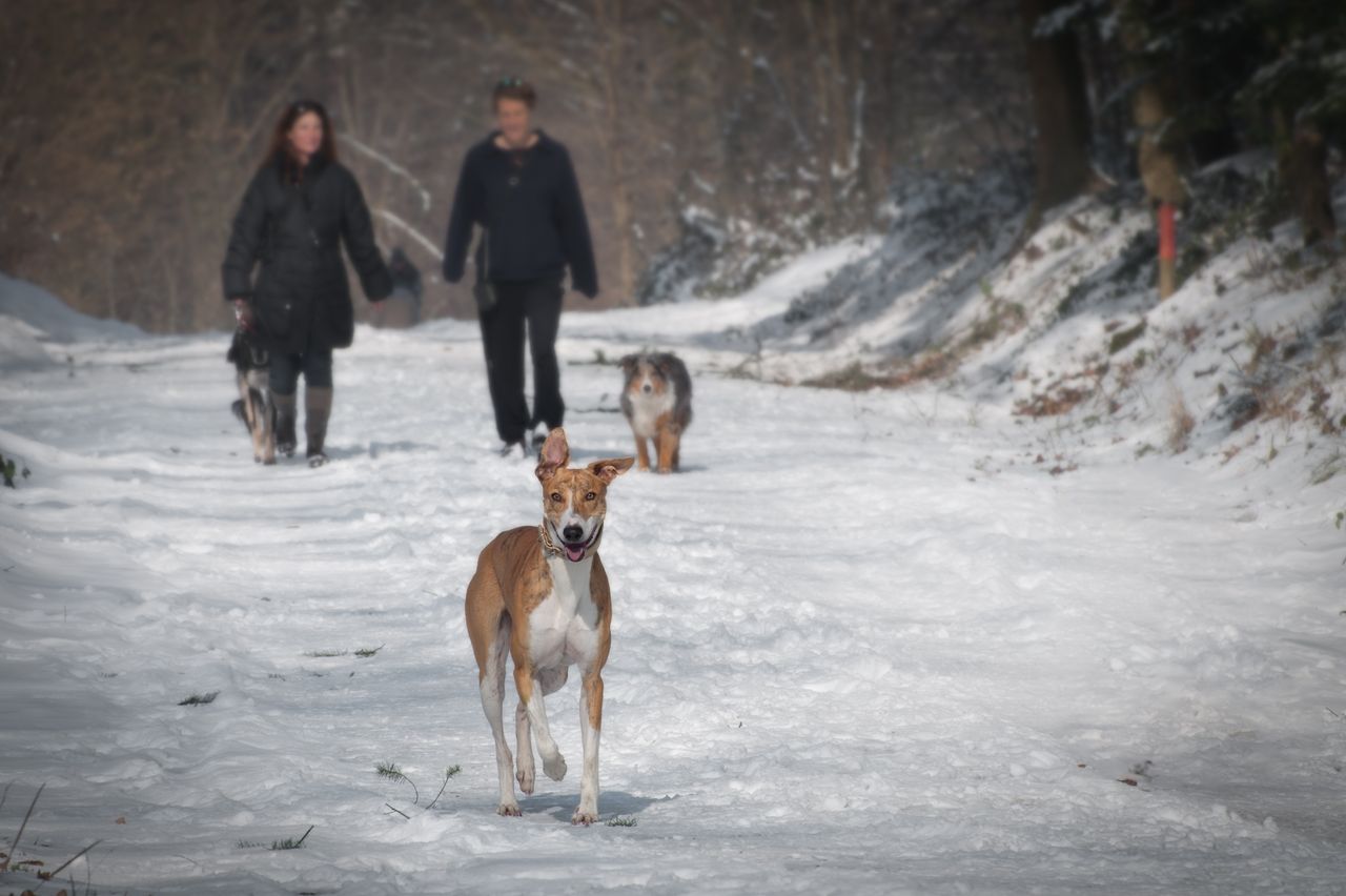 Crafting Captivating Headlines: Your awesome post title goes here Two people and three dogs walking in a snowy forest trail during winter.