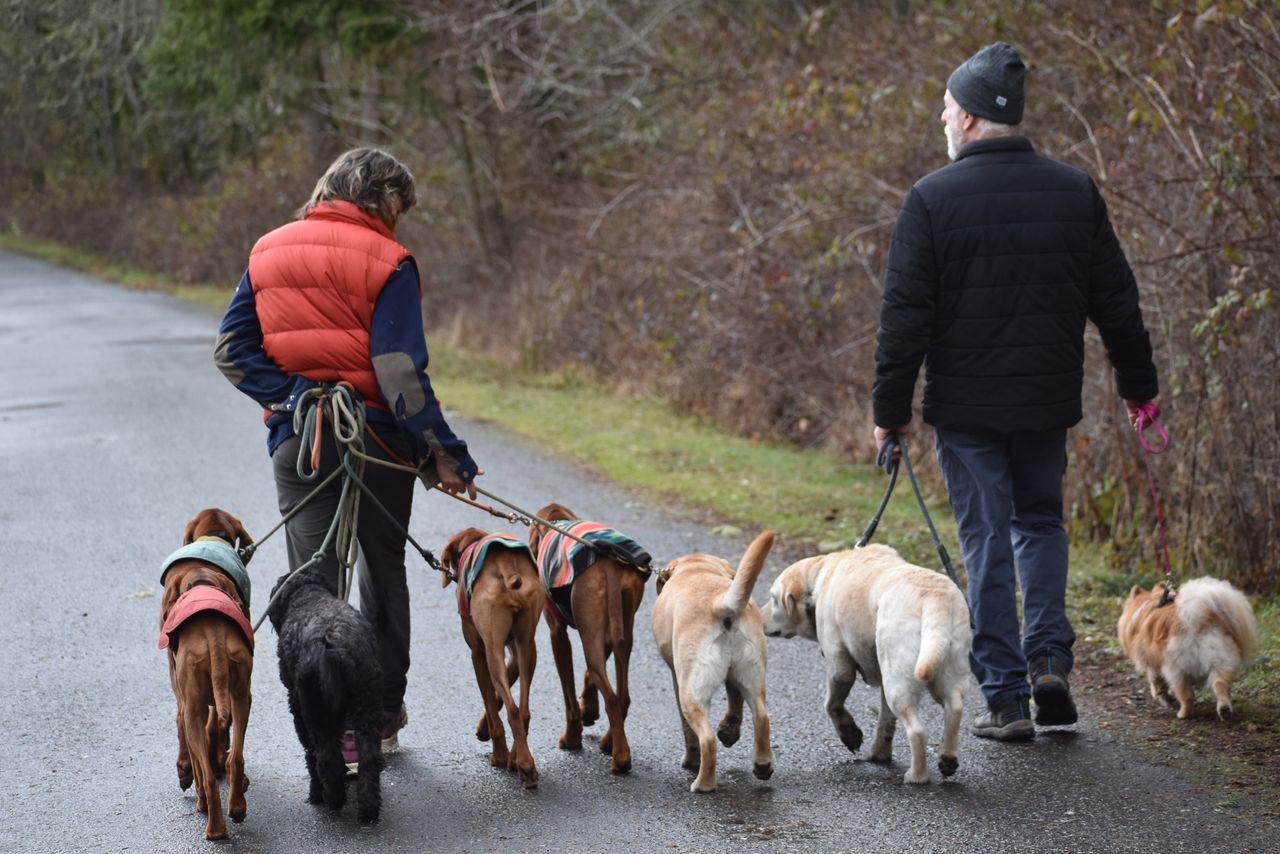 our-mission Two adults walking a group of dogs on a scenic winter trail outdoors.