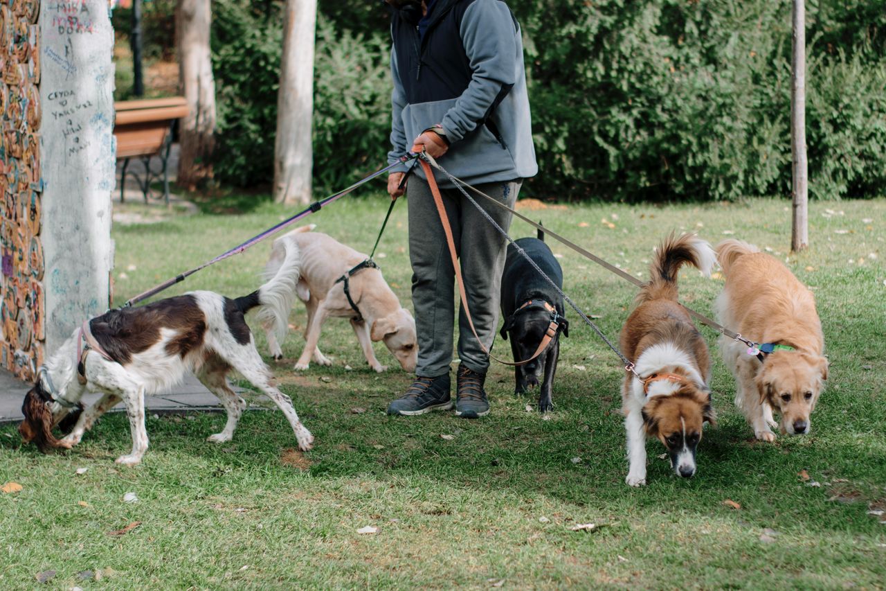 The Art of Drawing Readers In: Your attractive post title goes here A man walking a group of diverse dogs on leashes in a grassy park area.