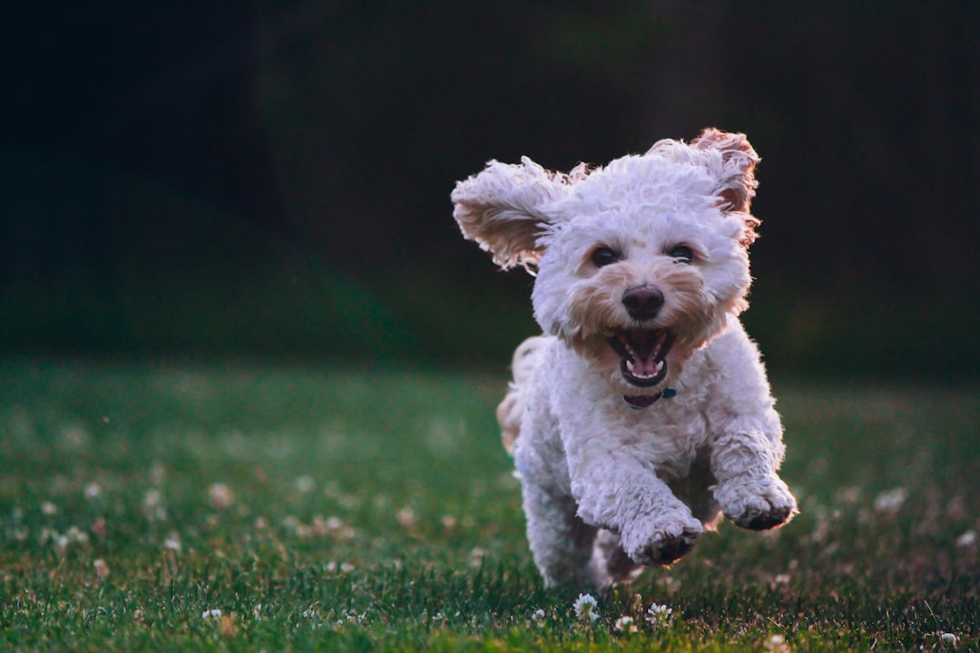 Mastering the First Impression: Your intriguing post title goes here Fluffy cockapoo having the time of his life at the park