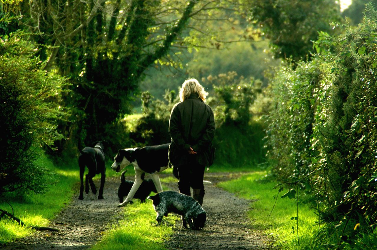 about-img A woman enjoying a serene walk with her dogs on a lush green forest path in daylight.